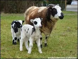 Que mange le mouton ?