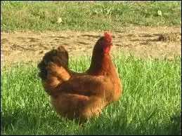 Que mange la poule ?
