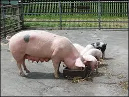 Que mange le cochon ?