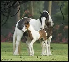 Que mange le cheval ?