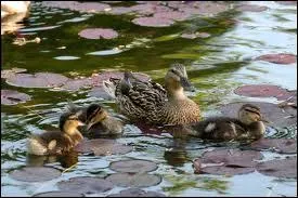 Que mange le canard ?