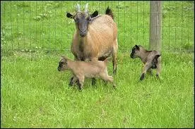 Que mange la chvre ?