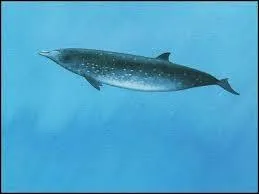 C'est la plus petite des baleines  bec, ce dernier tant chez elle relativement petit :