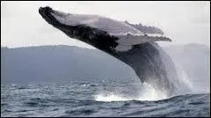 Cette baleine est dite  baleine franche borale , elle a les plus long fanons de tous les ctacs (4, 50 m) :