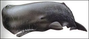 C'est la plus grande baleine  dents et aussi la plus carnivore :