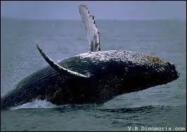 Elle fait 14 m de long et pse 30 000 kg :