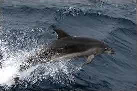 Il est trs abondant dans tous ses territoires et pntre mme dans les ports :