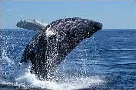 Parmi les grandes baleines, c'est celle qui est en plus grand danger de disparition :
