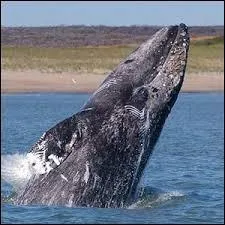 Elle effectue la plus longue migration de tous les mammifres, de l'Arctique au Mexique :