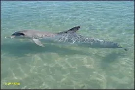 On le voit parfois faire des bonds de 5 mtres de haut, pour retomber dans une grande gerbe d'cume :