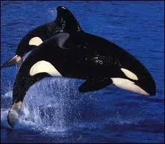 Grand prdateur, puissant, rapide, pourvu de dents redoutables, il se nourrit de toutes sortes de proies, mme de baleines :