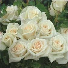 Les Roses blanches  est un grand succs interprt par plusieurs artistes dont Berthe Sylva. Quelle artiste n'a pas chant cette chanson :