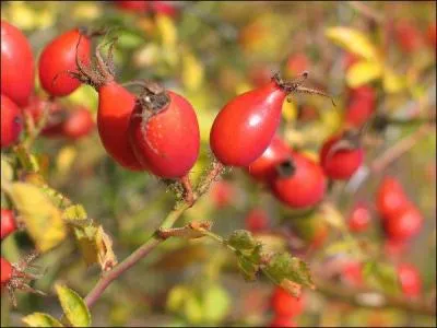 Pour Pierre Perret  Belle rose devient .  :