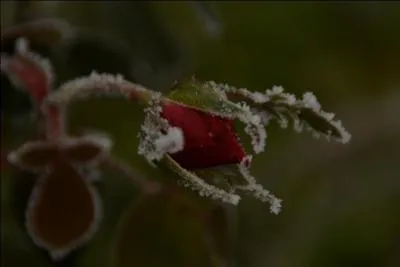  Bouton de rose  est une chanson extraite de l'album  Le Bonheur de la tentation . Qui en est l'auteur et l'interprte ?