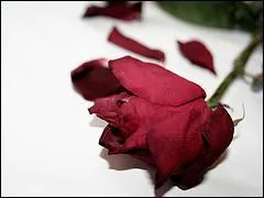 Pour Franoise Hardy qui est la rose ?