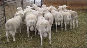 D'accord, dans cette question la réponse est le nombre de moutons sur l'image. Combien y en a-t-il ?