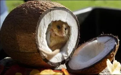 Quel animal s'est rfugi dans la noix de coco ?
