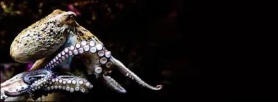 En fonction des espces, la pieuvre peut avoir jusqu' ...