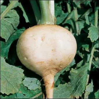 Le mot commence par : Br ...