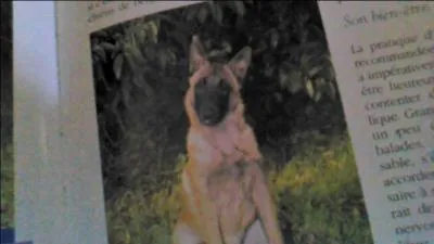 Ce chien est un Berger allemand ?