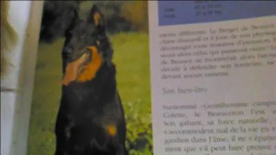 Moi je vois un Rottweiler ! Et vous ?