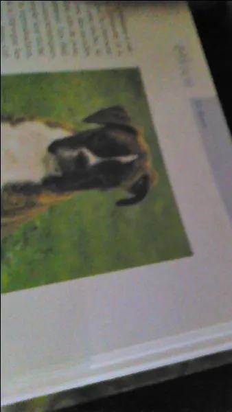 Ce chien est un dur  cuire ?