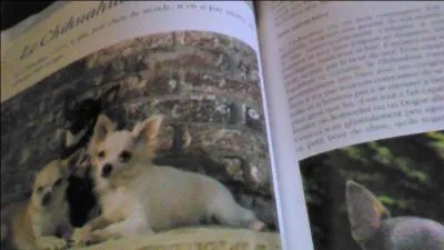 Quelle est la plus grande taille pour un Chihuahua ?