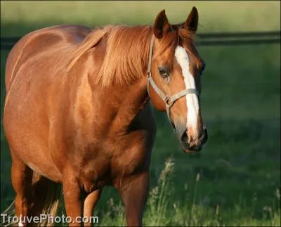 De quelle couleur est le cheval sur la photo ?