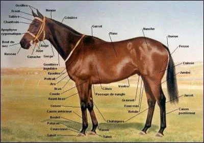 Les parties du corps principales du cheval sont :