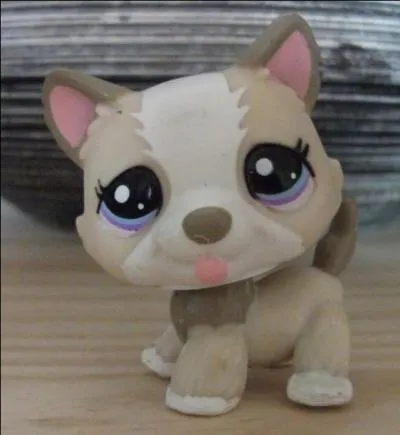 Quelle est cette race de Petshop ?