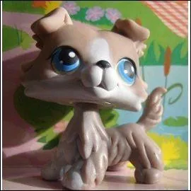 Quelle est cette race de Petshop ?