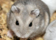 Quiz Les hamsters russes