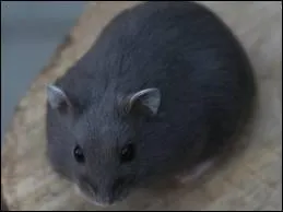 De quelle couleur est ce hamster ?