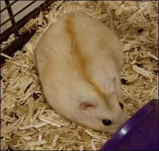 De quelle couleur est ce hamster ?