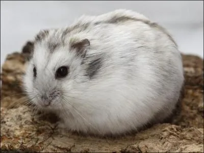De quelle couleur est ce hamster ?