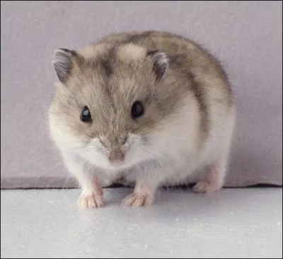 De quelle couleur est ce hamster ?