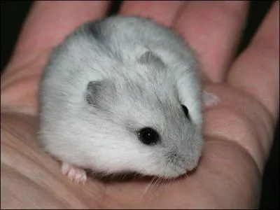 De quelle couleur est ce hamster ?