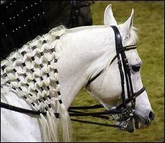 Comment s'appelle l'endroit o se place le mors ?