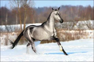 Un cheval peut galoper :