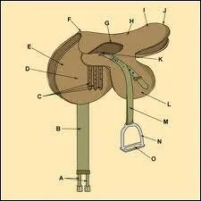 Comment s'appelle la partie de la selle qui passe en dessous du cheval ?
