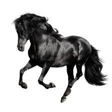 Quiz Chevaux