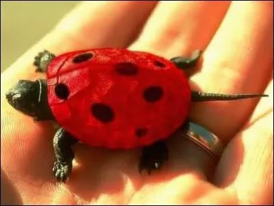 Les savants amricains viennent de russir un incroyable exploit, ils sont parvenus  l'accouplement d'une tortue femelle et d'une coccinelle mle, tonnant non ?
