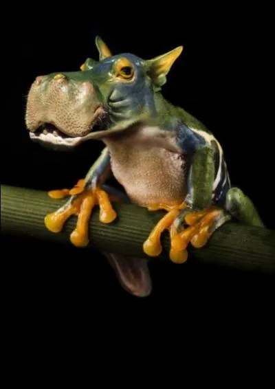 Cet animal n'existe videmment pas, mais si c'tait le cas, comment l'appellerais-tu ?