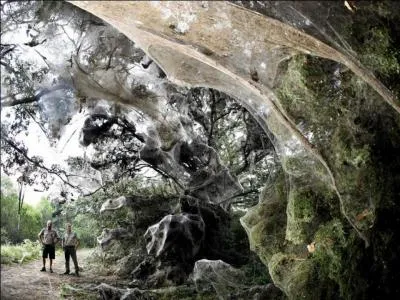 Connais-tu le ou les propritaires de cette toile ?