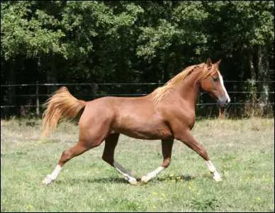  quelle allure va ce cheval ?