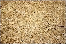 Il arrive que les chevaux mangent leur litire.