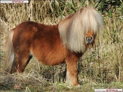 Comment s'appelle le poney pour les petits enfants ?