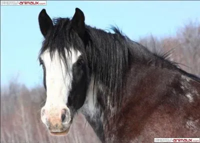 Quel est le record d'ge pour un cheval ?