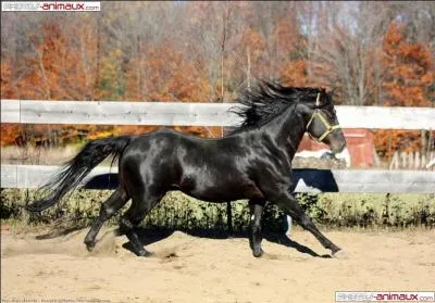 Quel est le nom du cheval noir de Zorro ?