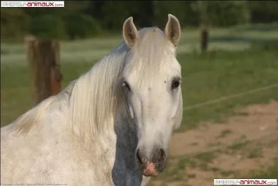 Comment s'appelle le cheval blanc de Zorro ?